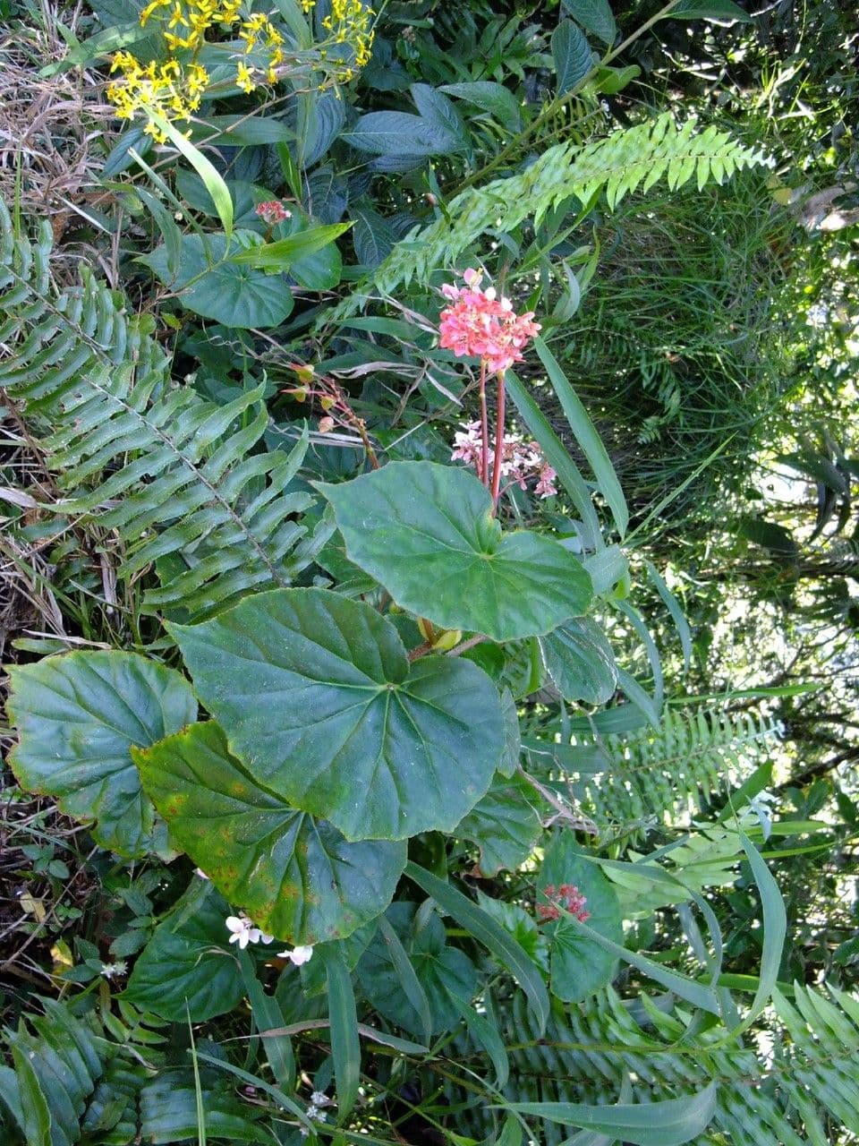 Begonia 7