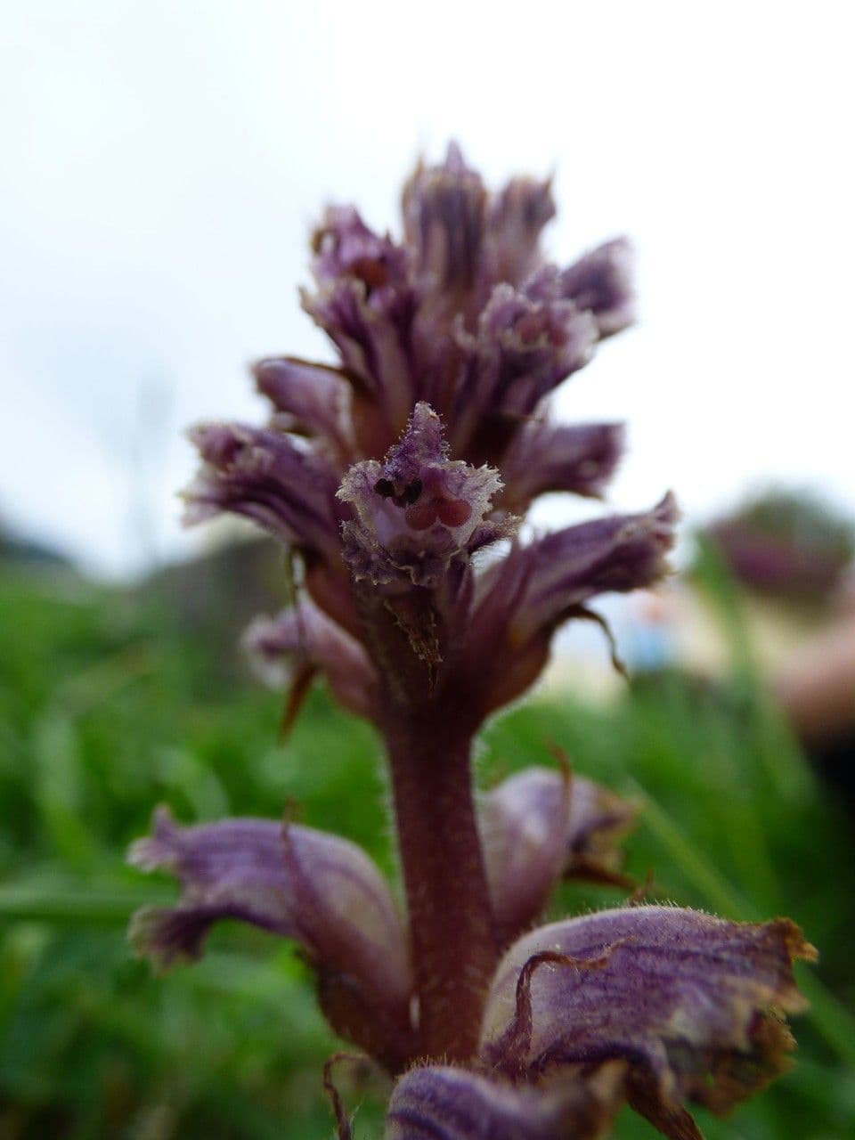 Succiamele minore 7