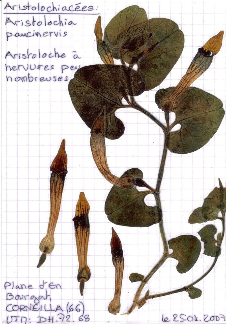 Rostlina 28