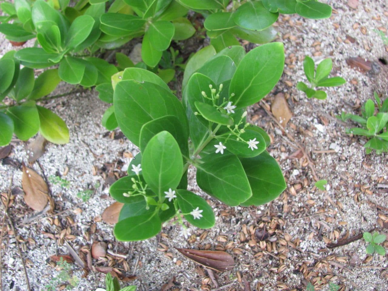 Erithalis fruticosa 15