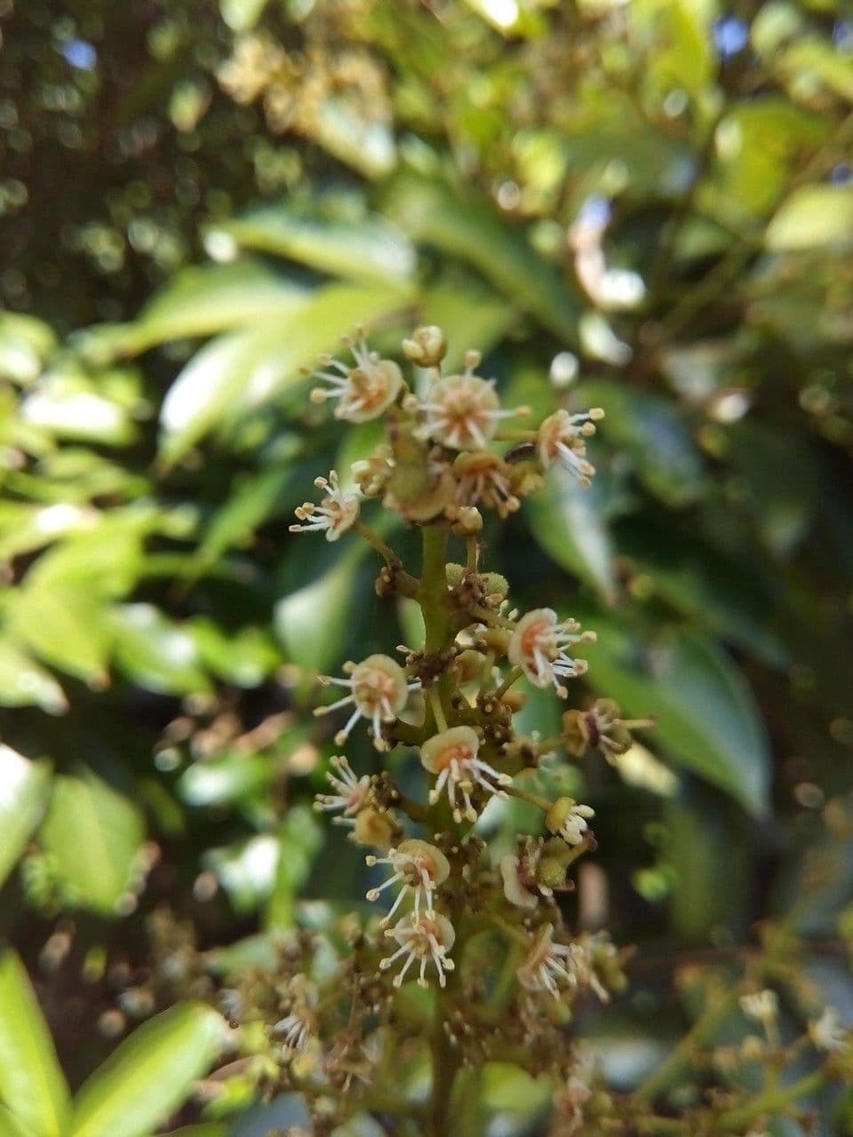 Litchi 8