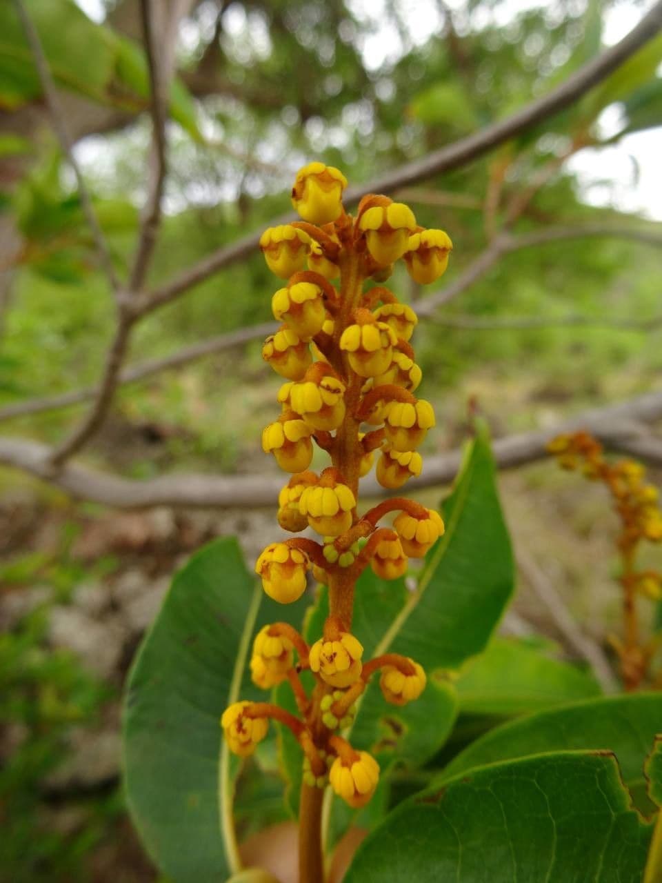 Byrsonima 2