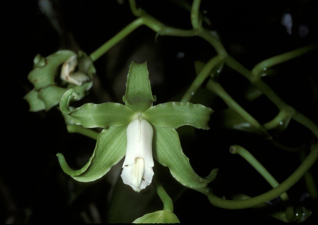 Scentless vanilla 3