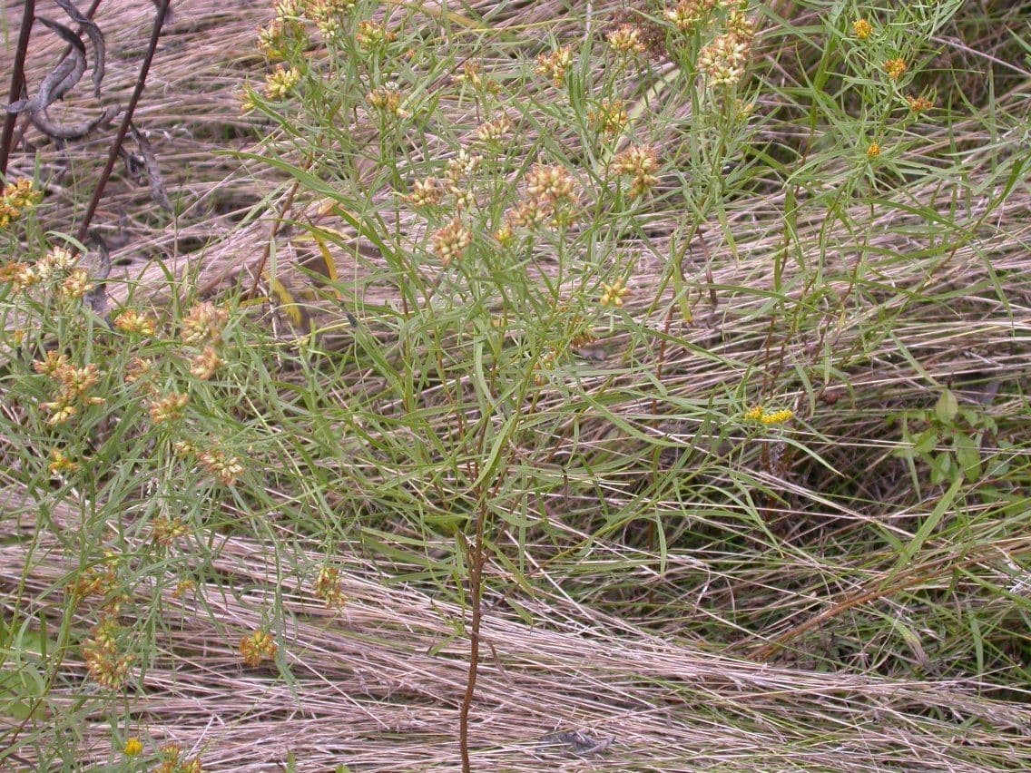 Euthamia 8
