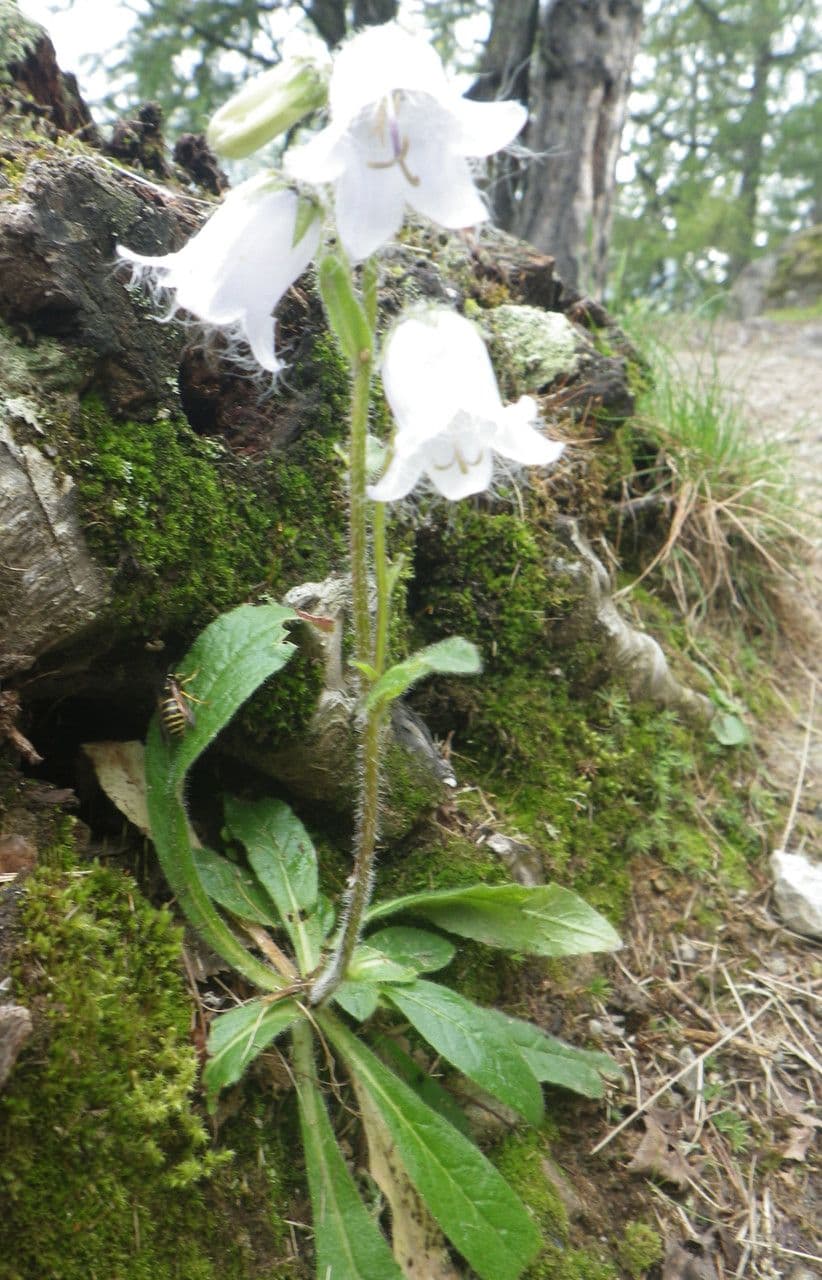 Campanula barbata 12