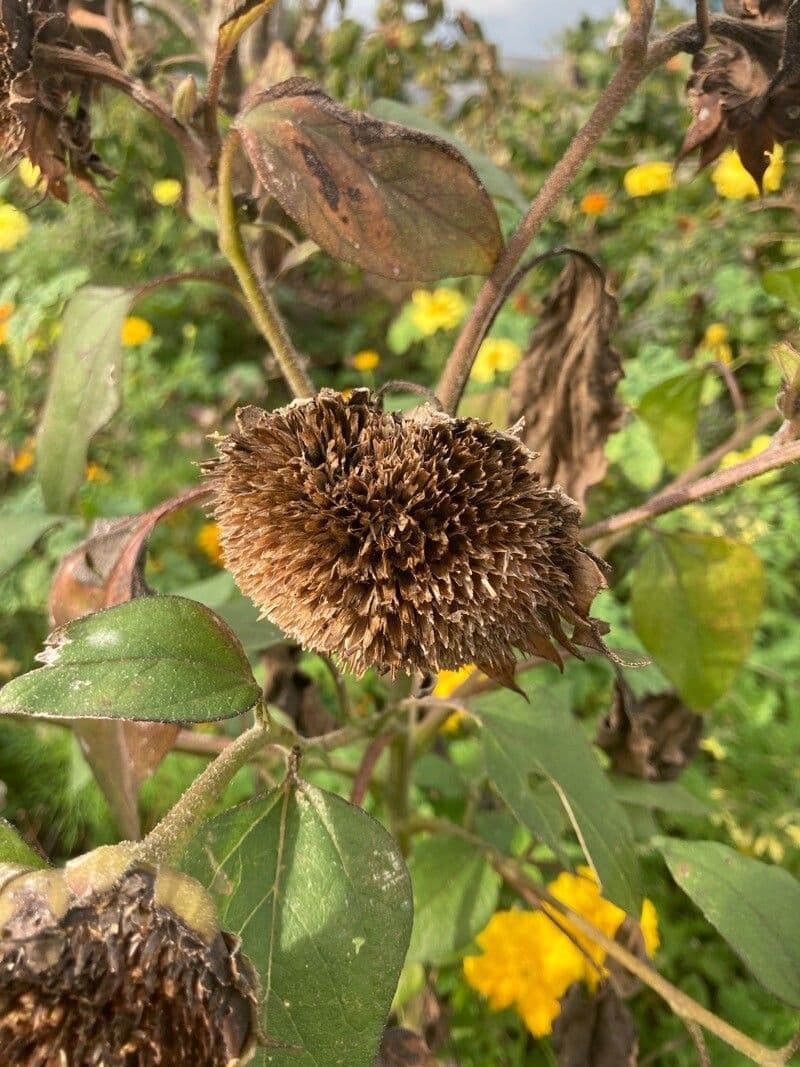 Tournesol géant 13