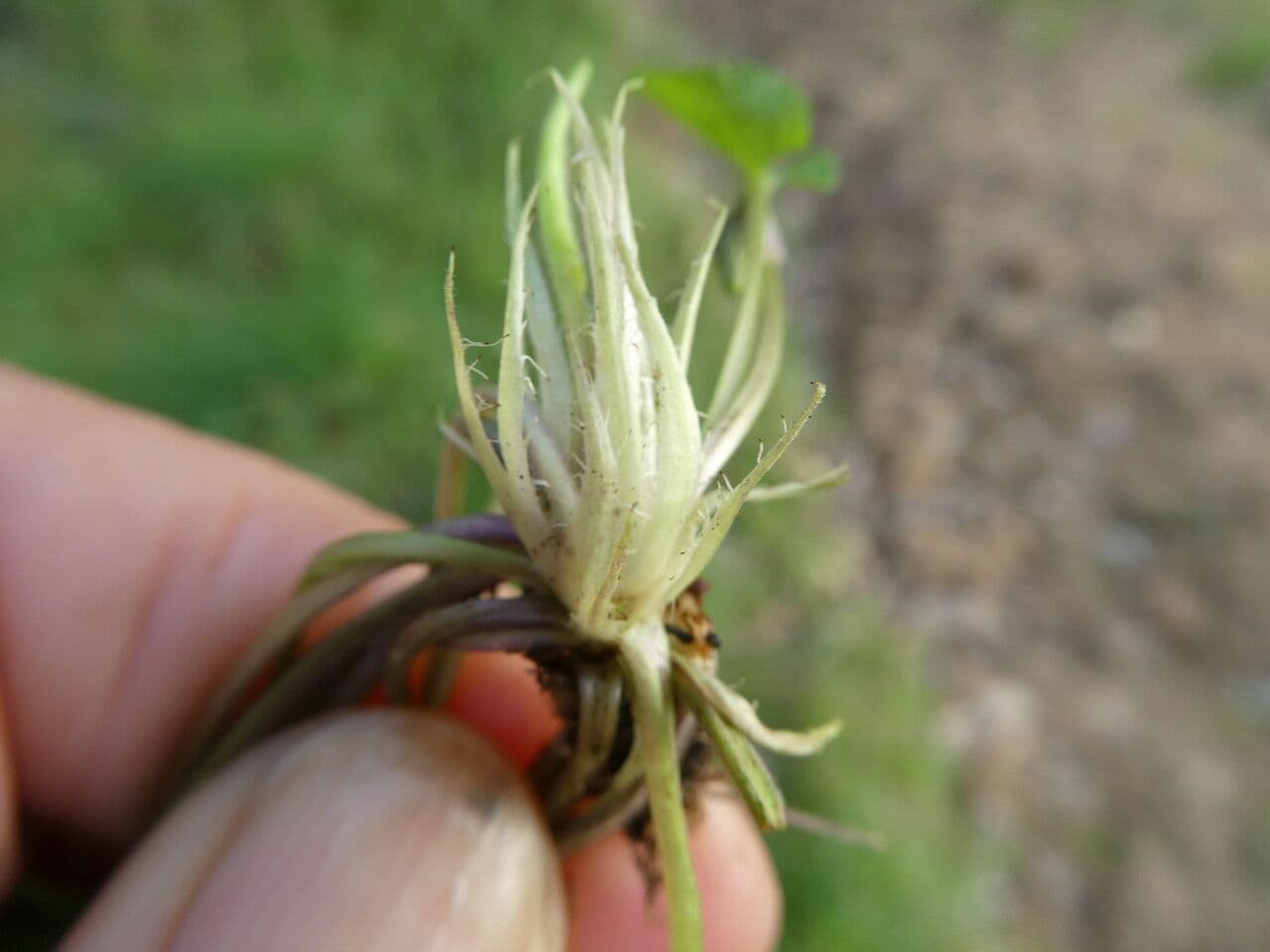 Viola bianca 22
