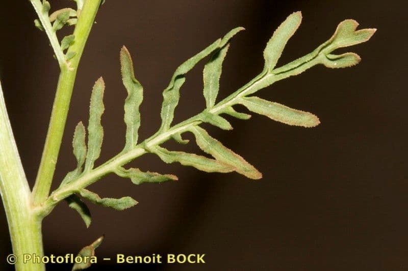 Reseda 4