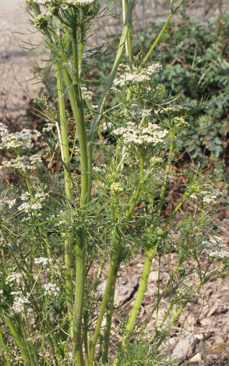 Kreuzkümmel 11