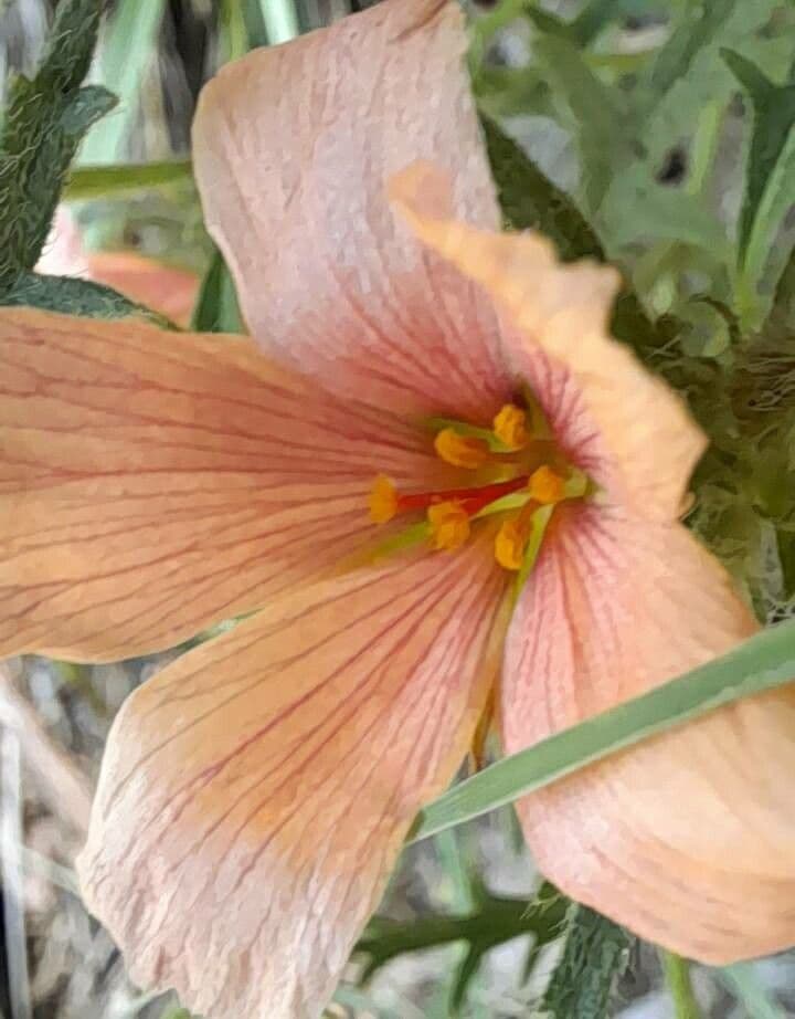 Turnera sidoides