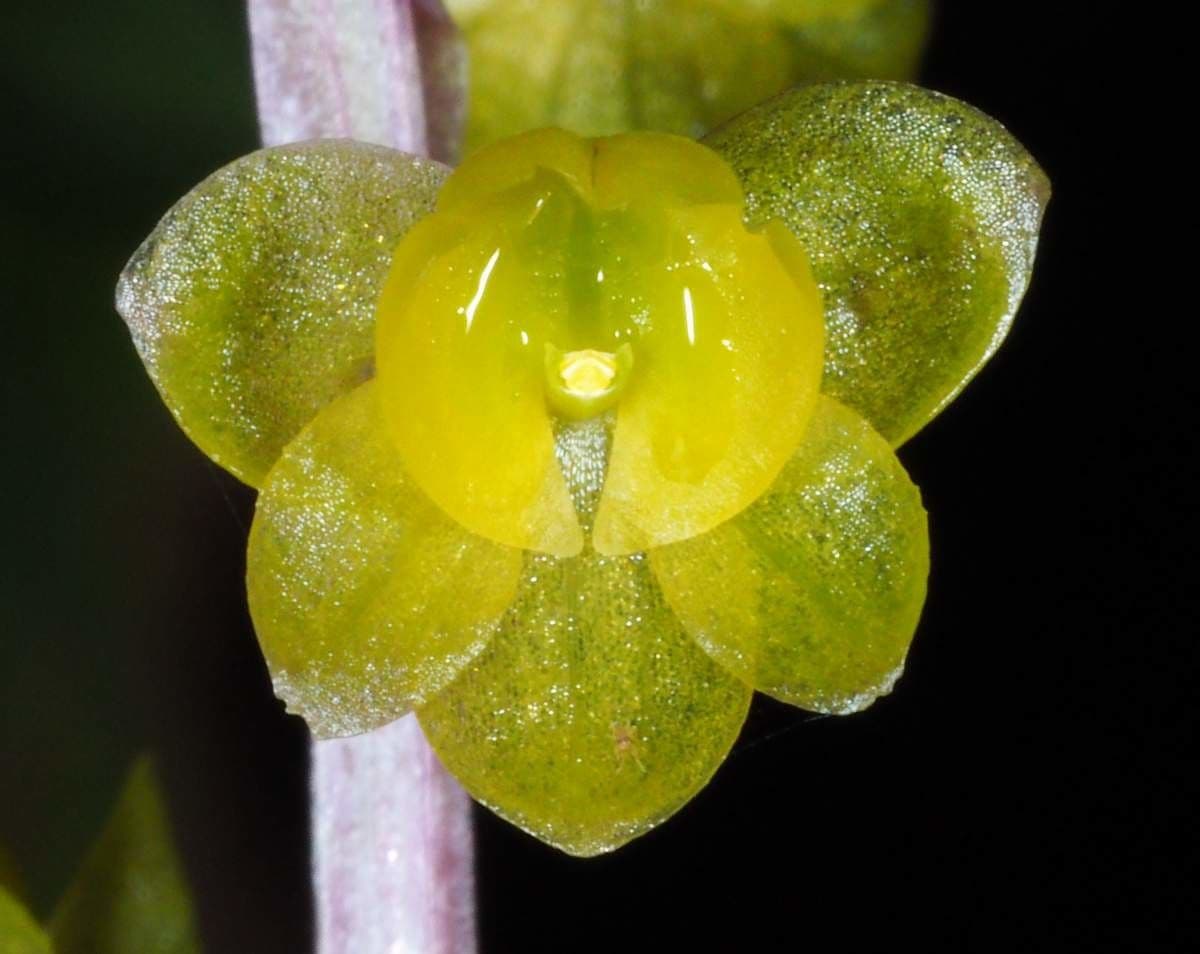 Crepidium taurino