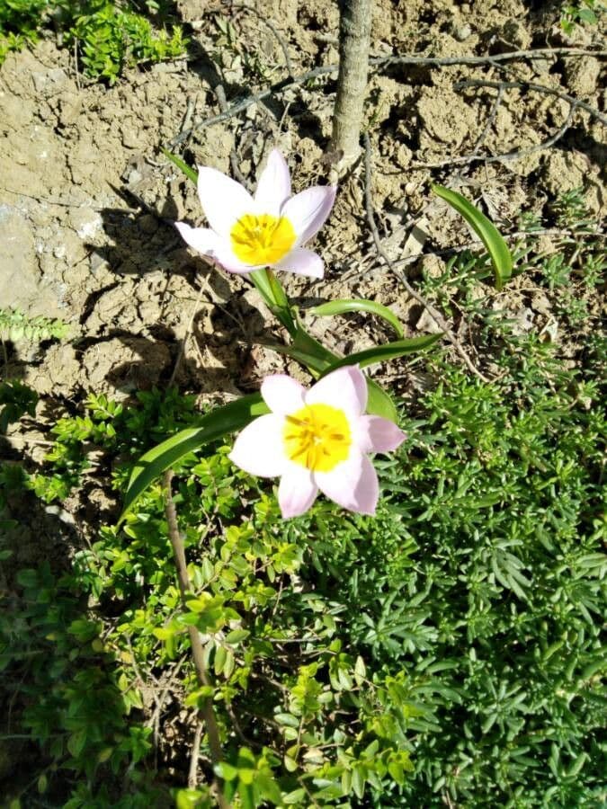 Romulea bulbocodium 15