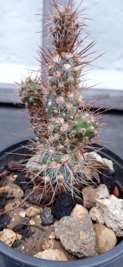 Nopal 6