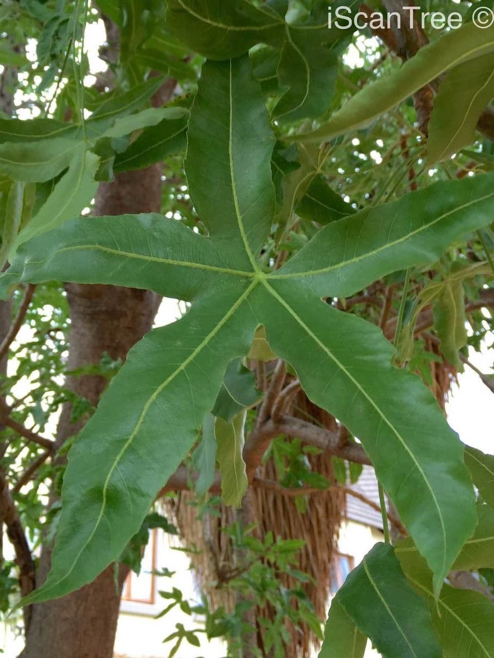 Kandelaberbaum 2