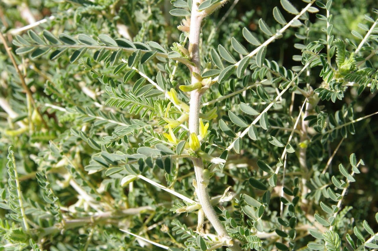 Astragalo 6