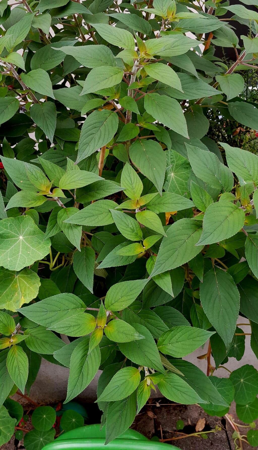 Salvia ananas 10