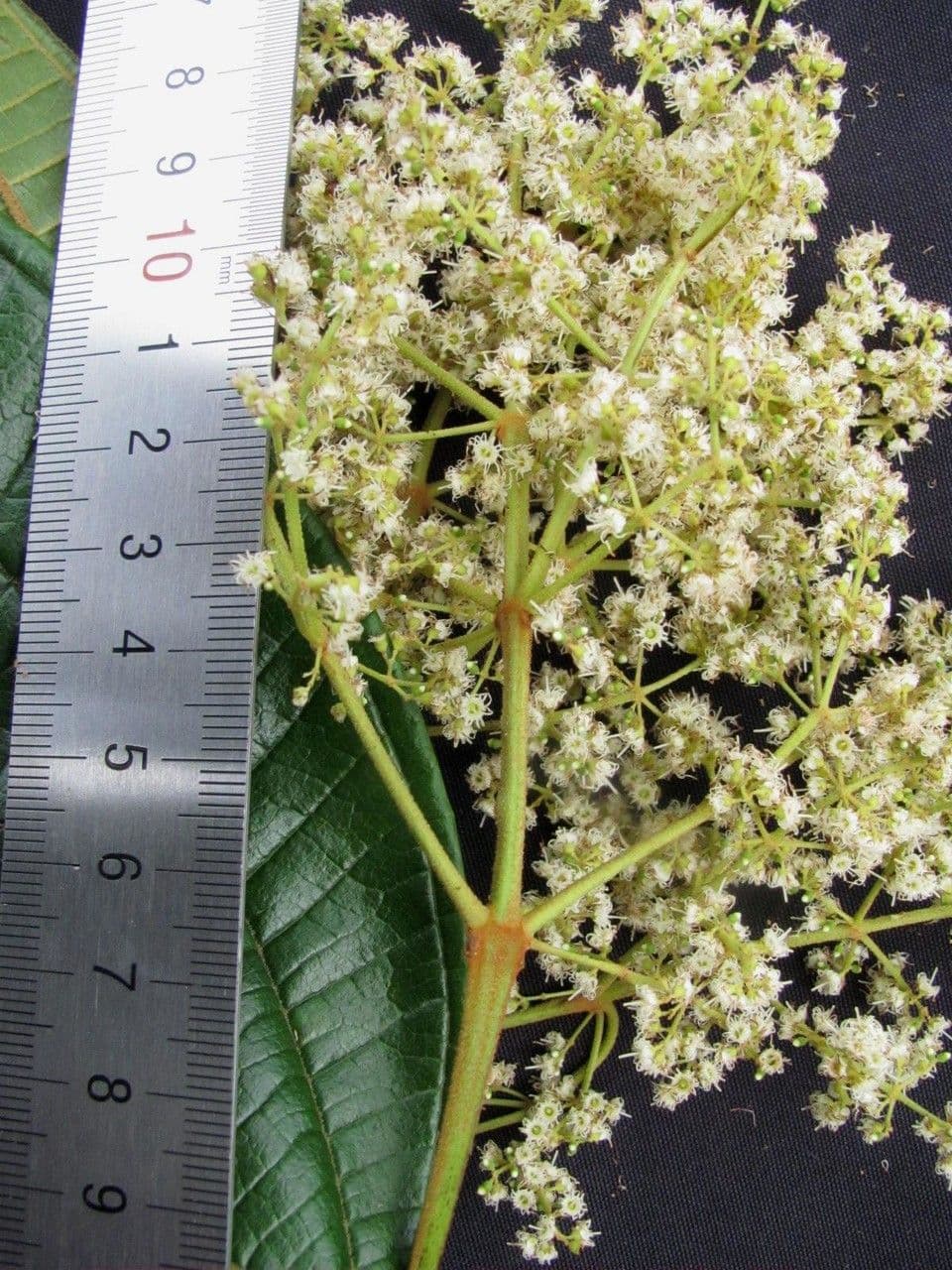 Miconia 13