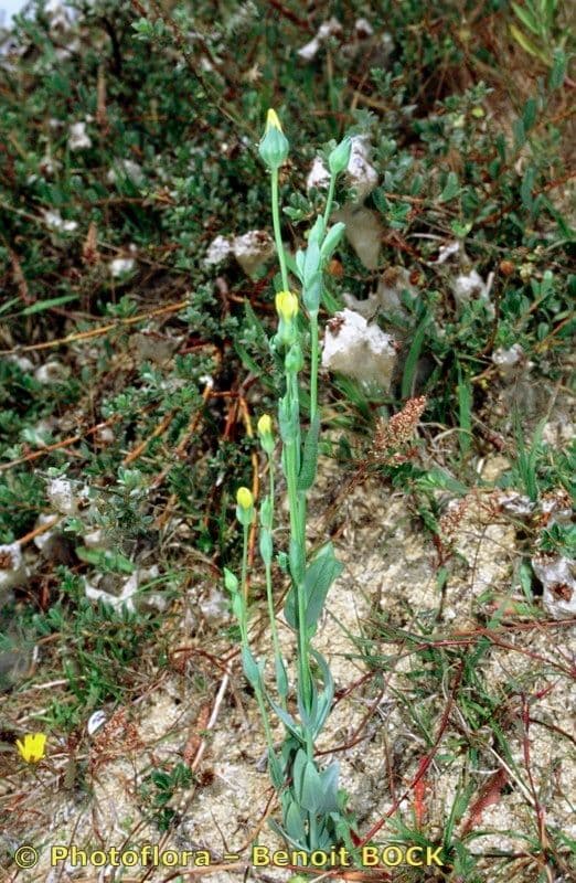 Centaura 10