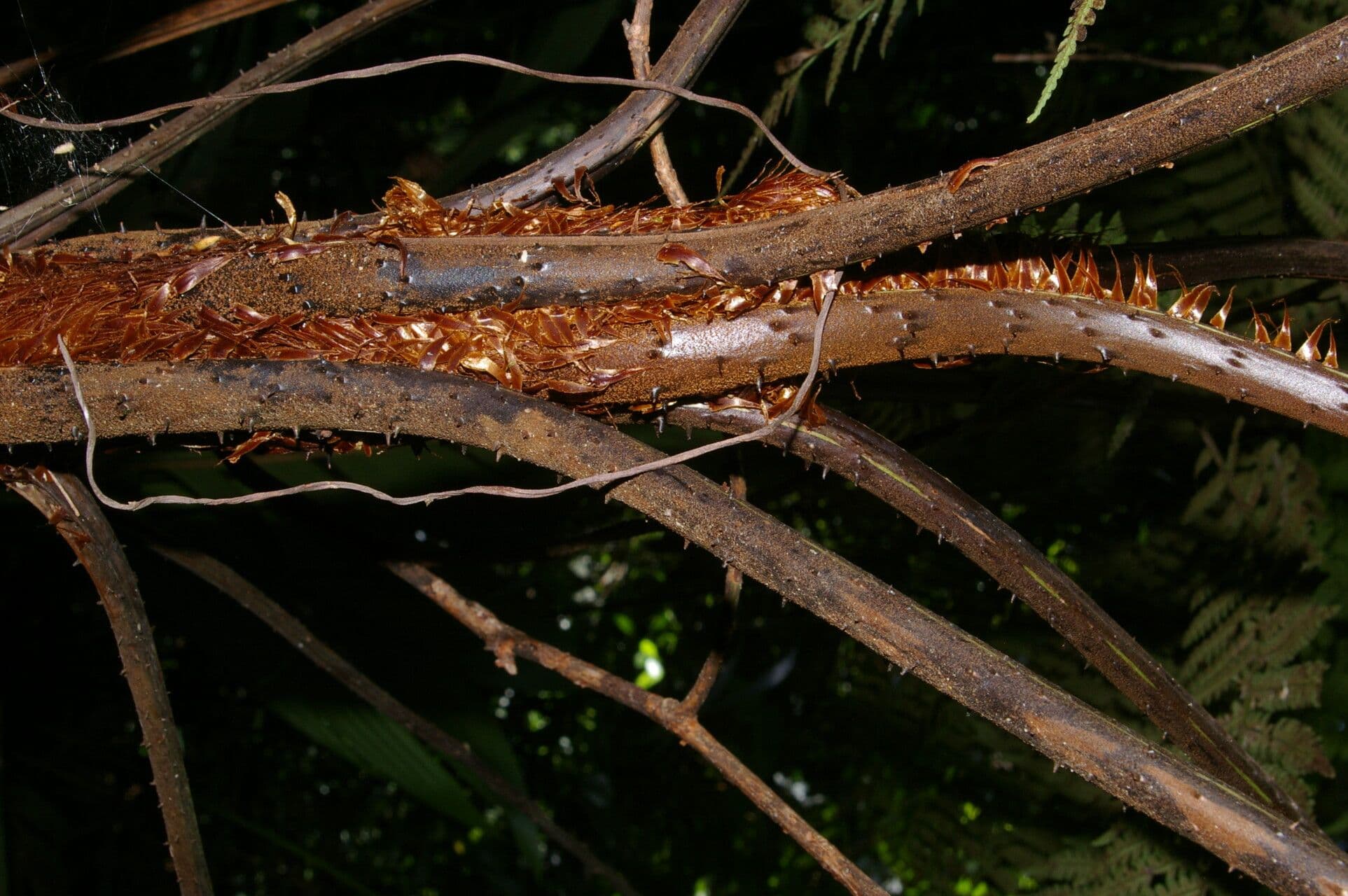 Cyathea multiflora 11