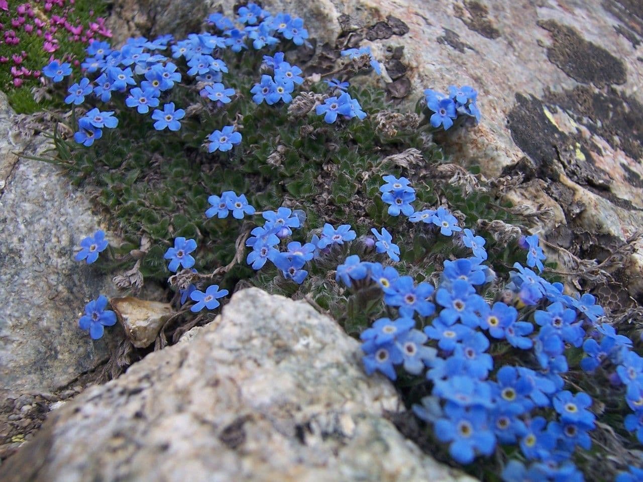 Eritrichium nanum 8
