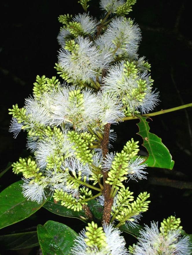 Inga 4