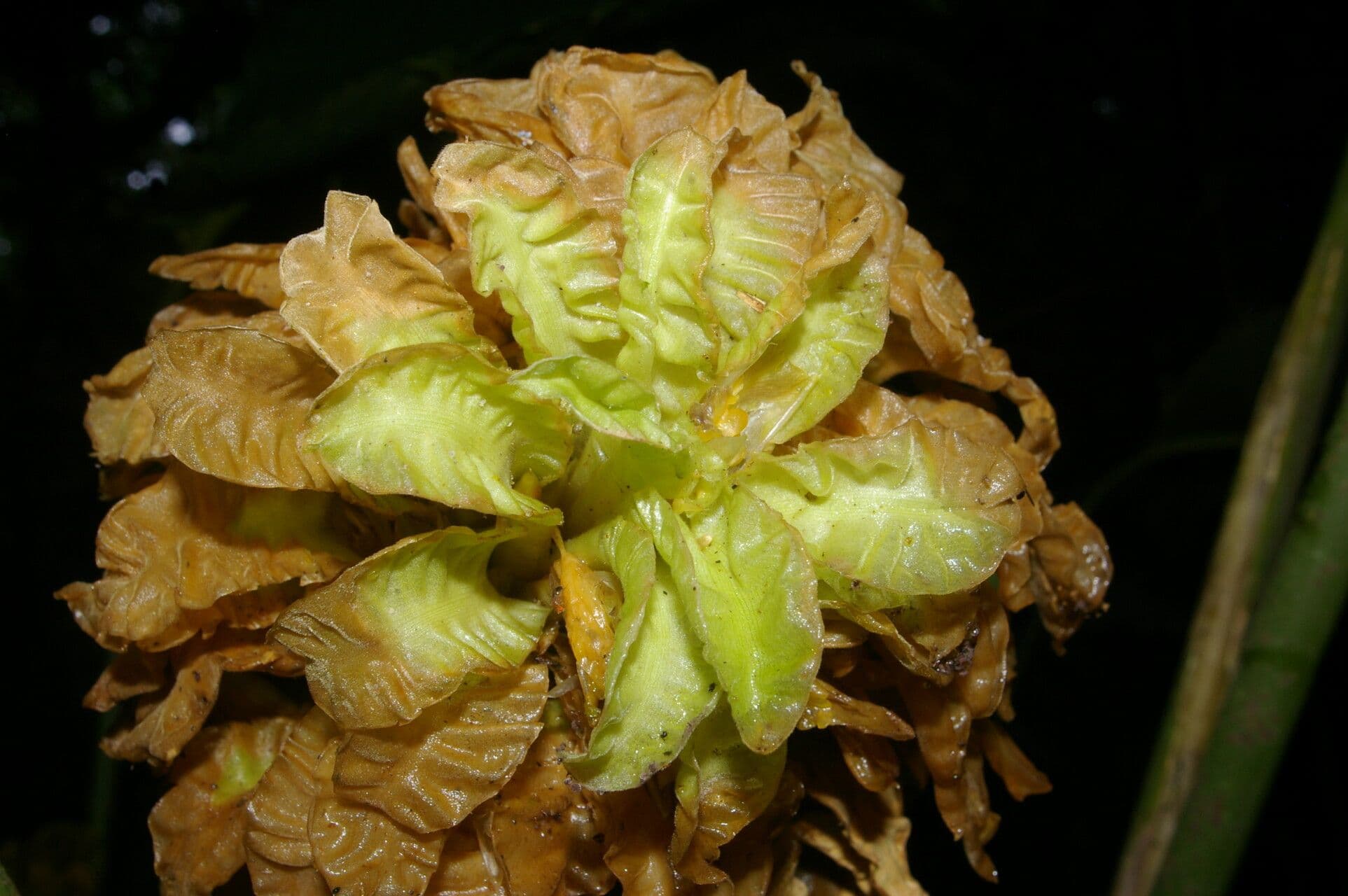Calathea 4