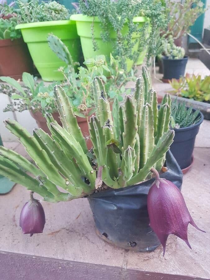 Stapelia 3