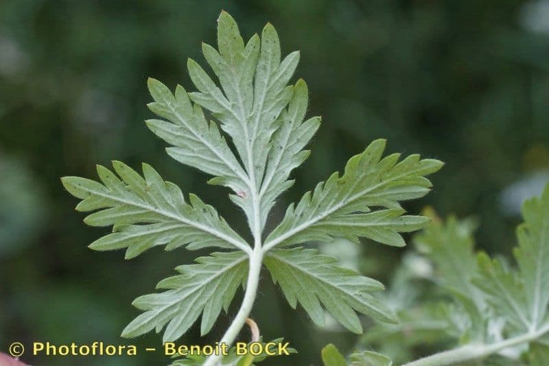 Mochna 12