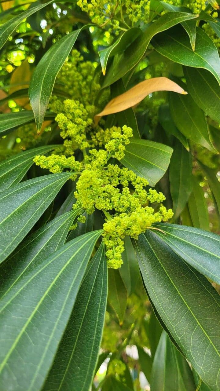 Cocculus 4