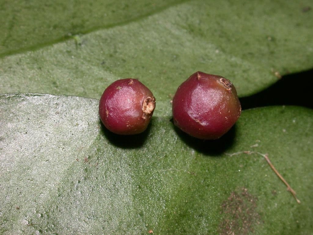 Pseudorhipsalis