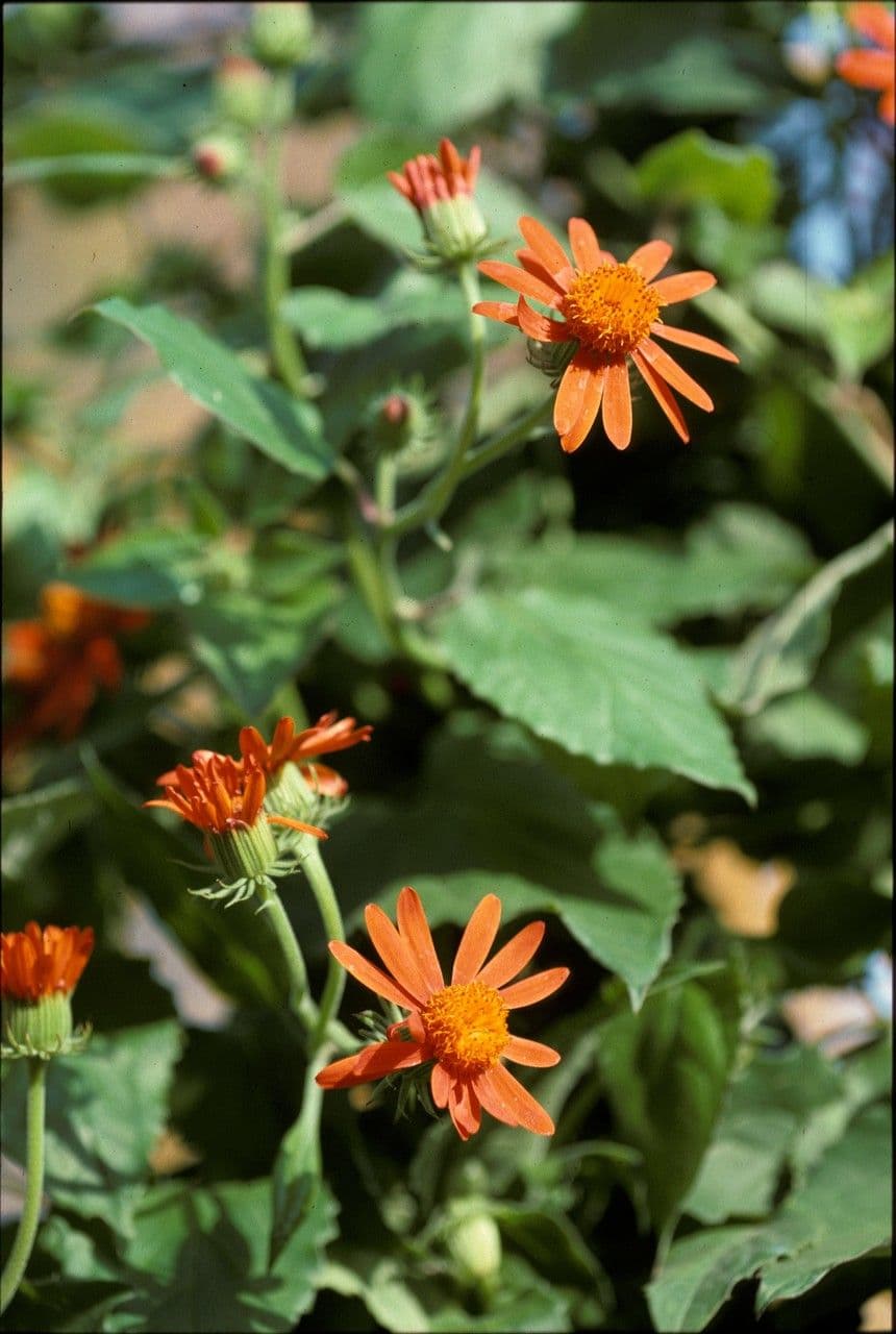 Cineraria confusa