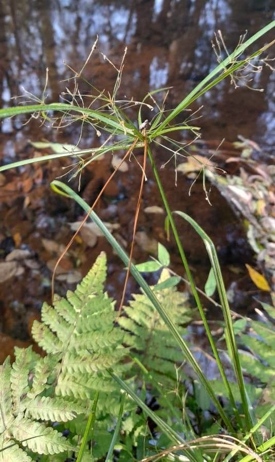 Cyperus friburgensis
