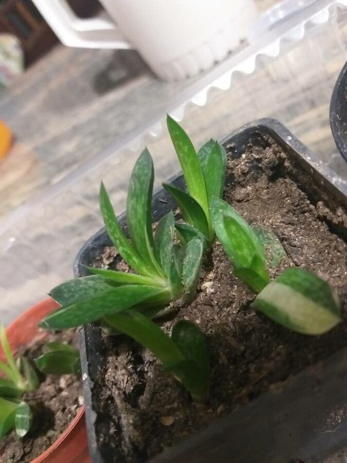 Gasteria 12