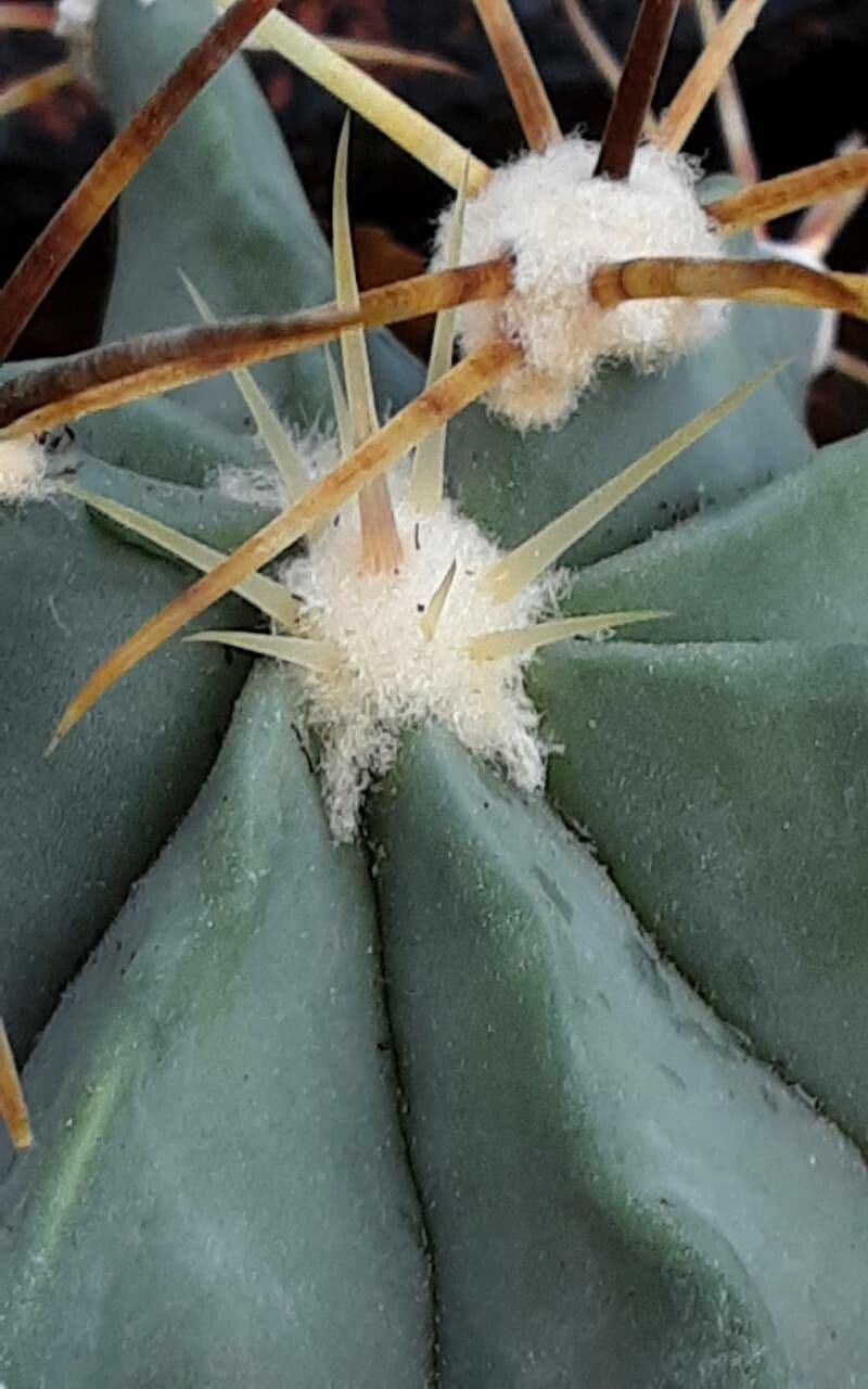 Ferocactus histrix 2
