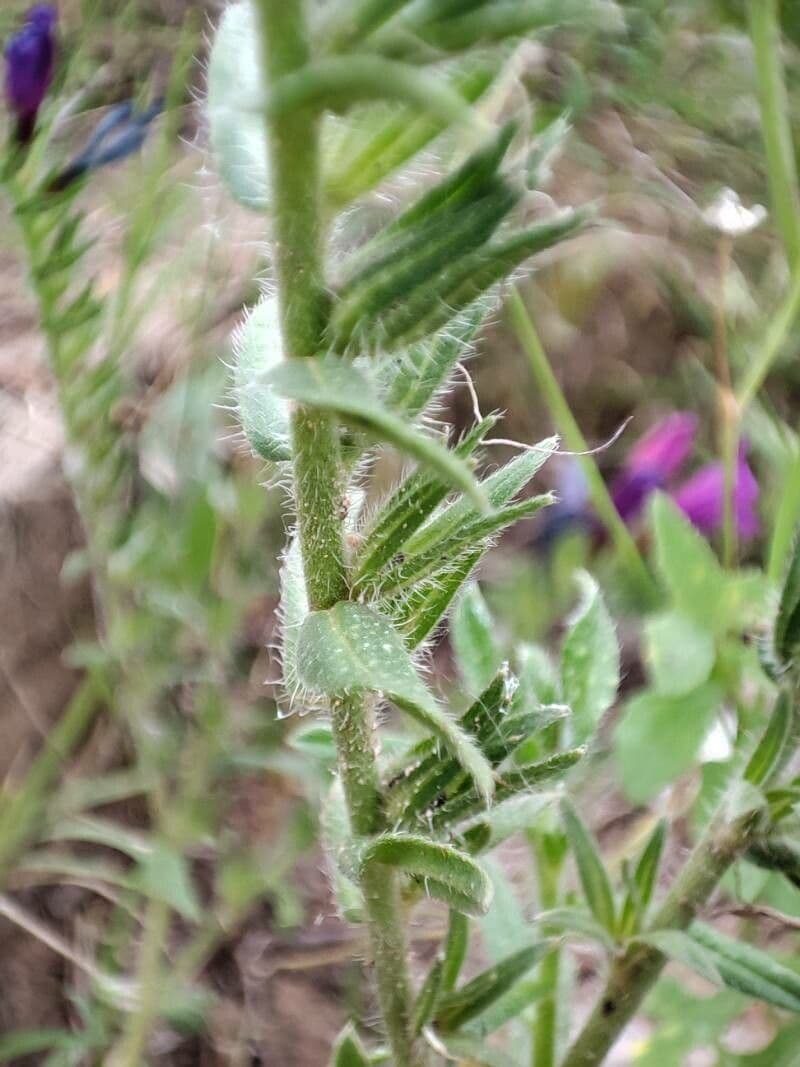 Echium cretico 20