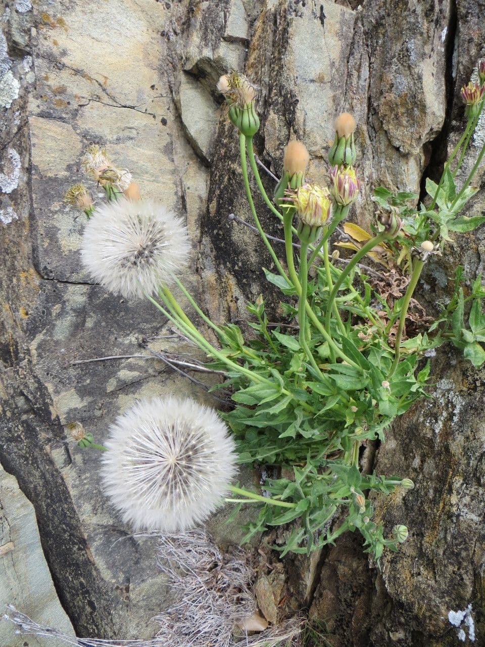 Hyoseris radiata 12