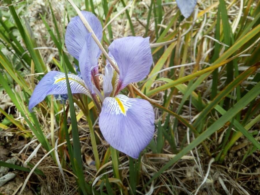 Iris