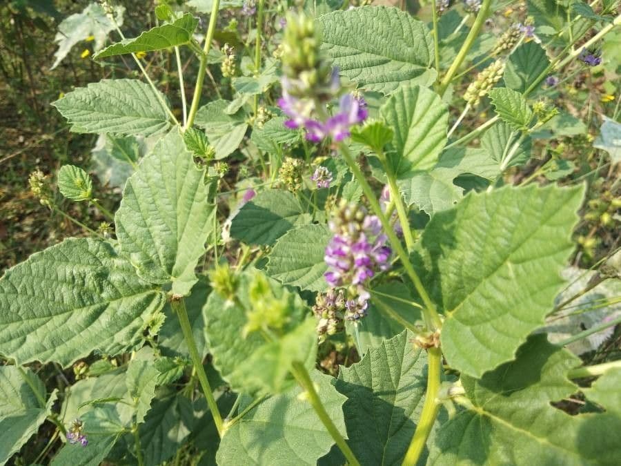Cullen corylifolium 4