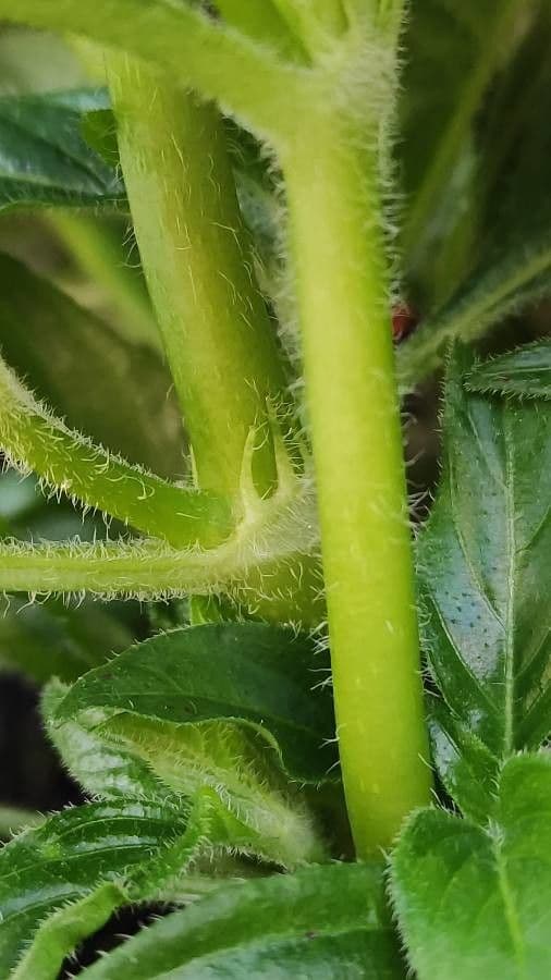 Pentas 21