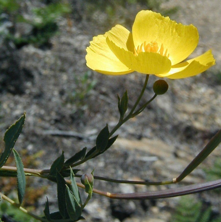 Dendromecon rigida 5