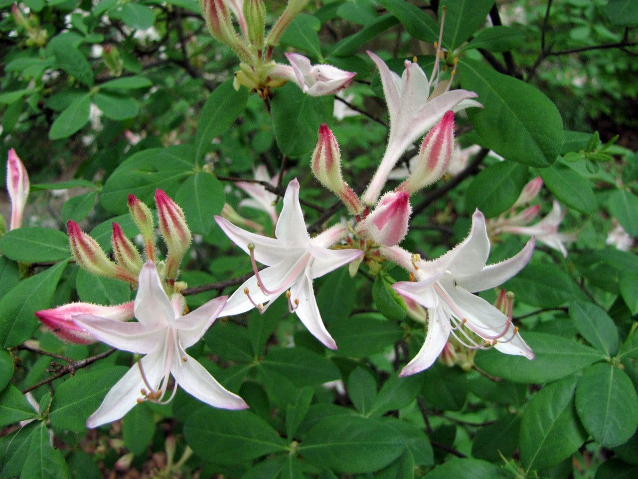 Rododendron atlantický