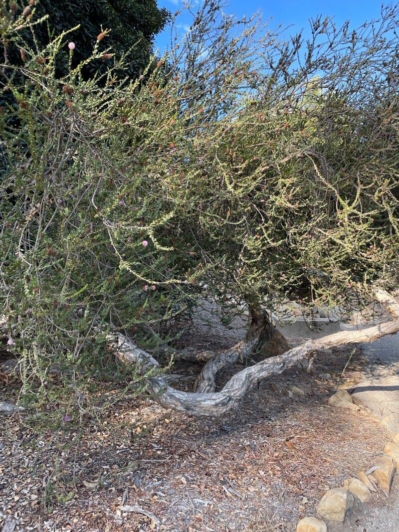 Melaleuca 11