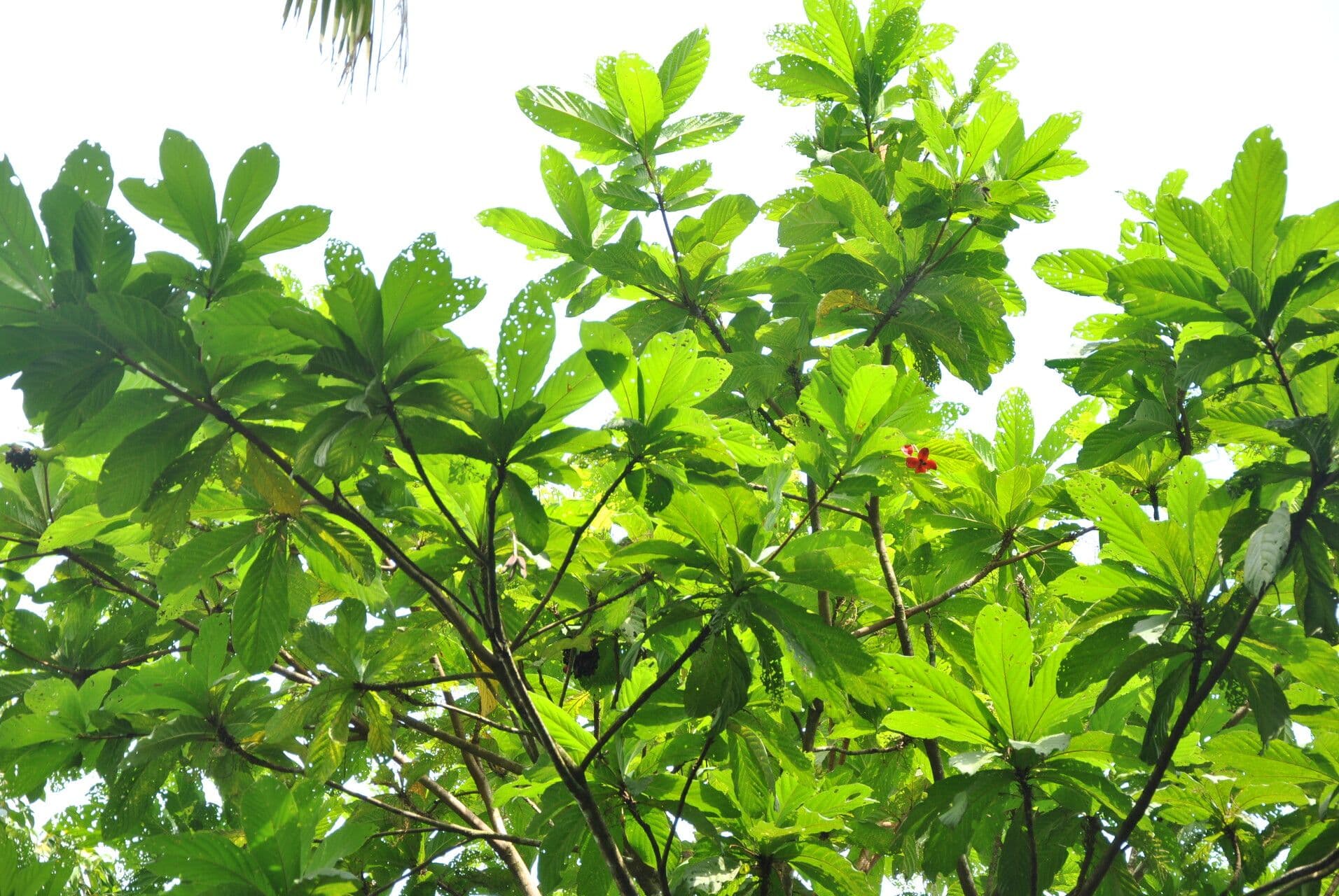 Sterculia 23