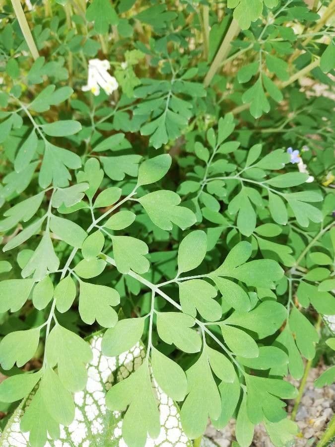Corydalis blanca 14