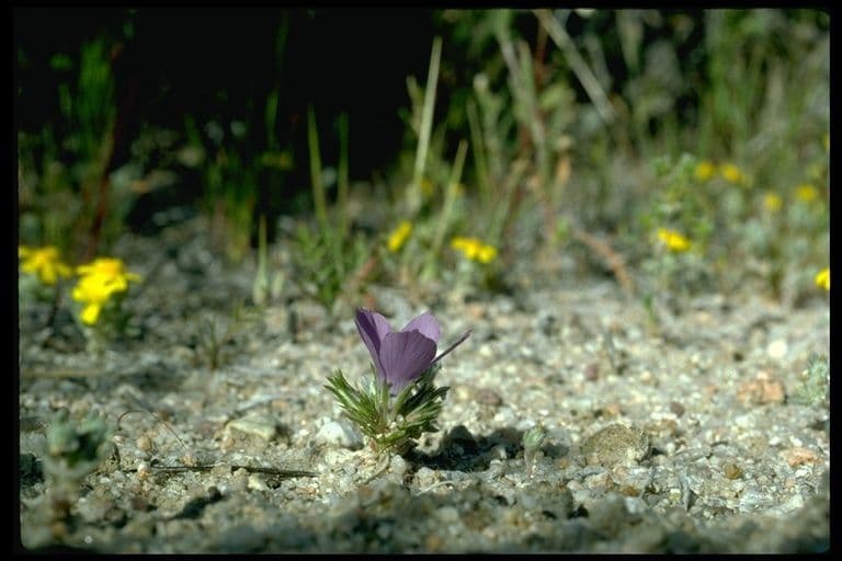 Linanthus 8