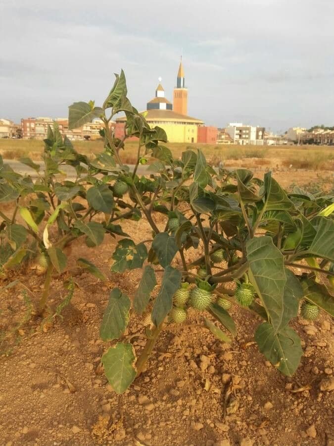 Datura metel 16