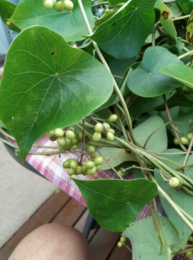 Stephania japonica 2
