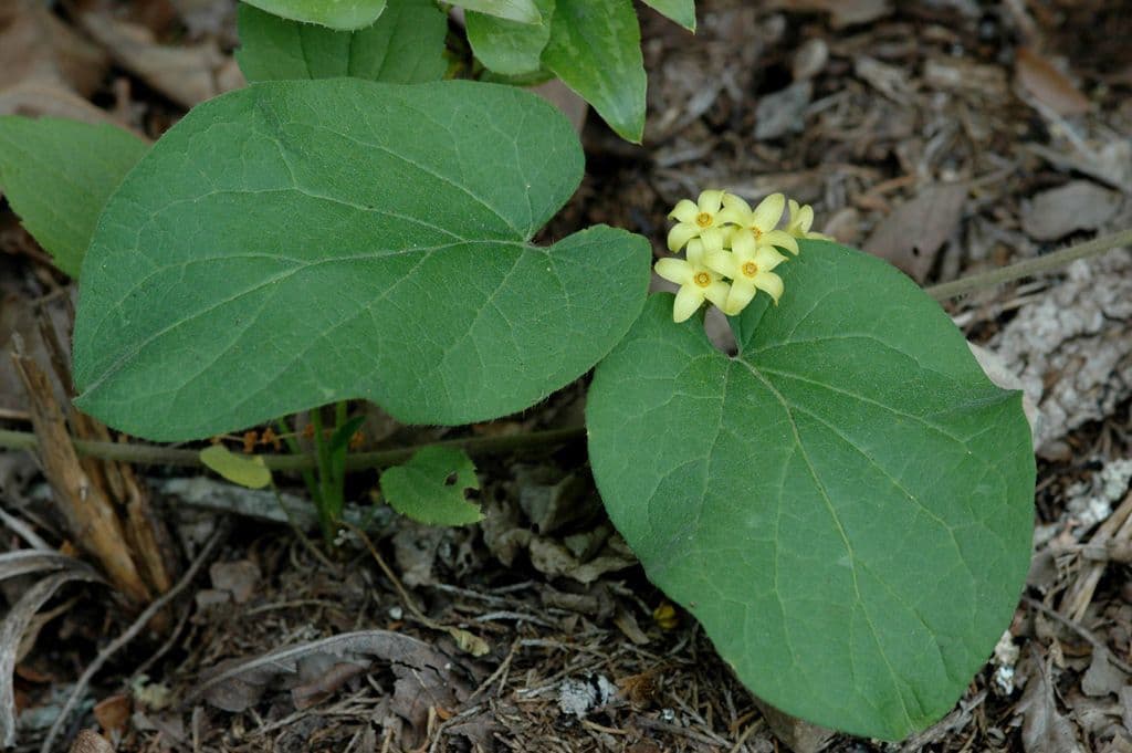 Matelea 9