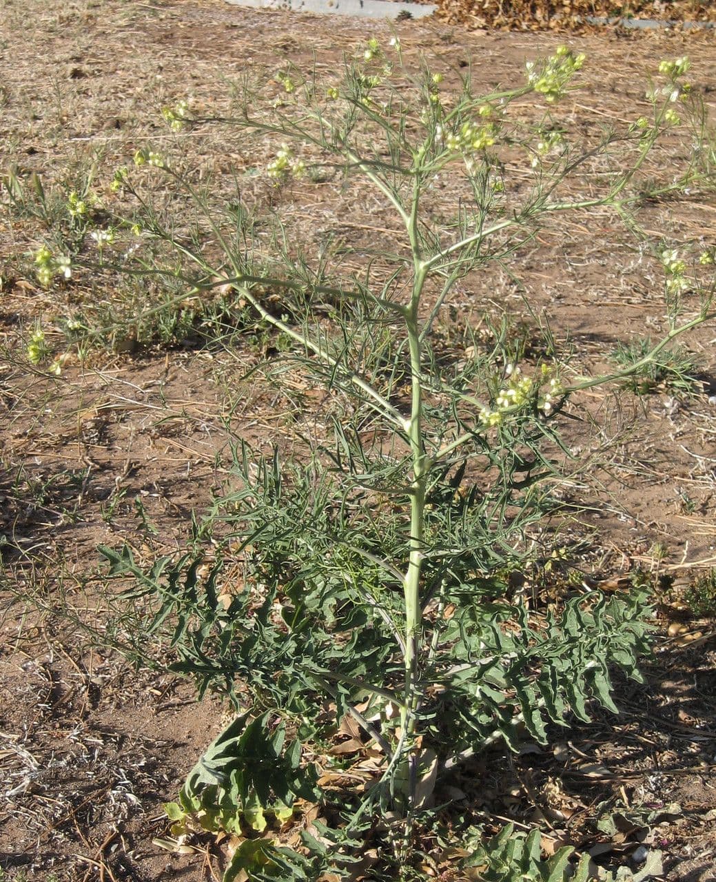 Erba cornacchia altissima 13