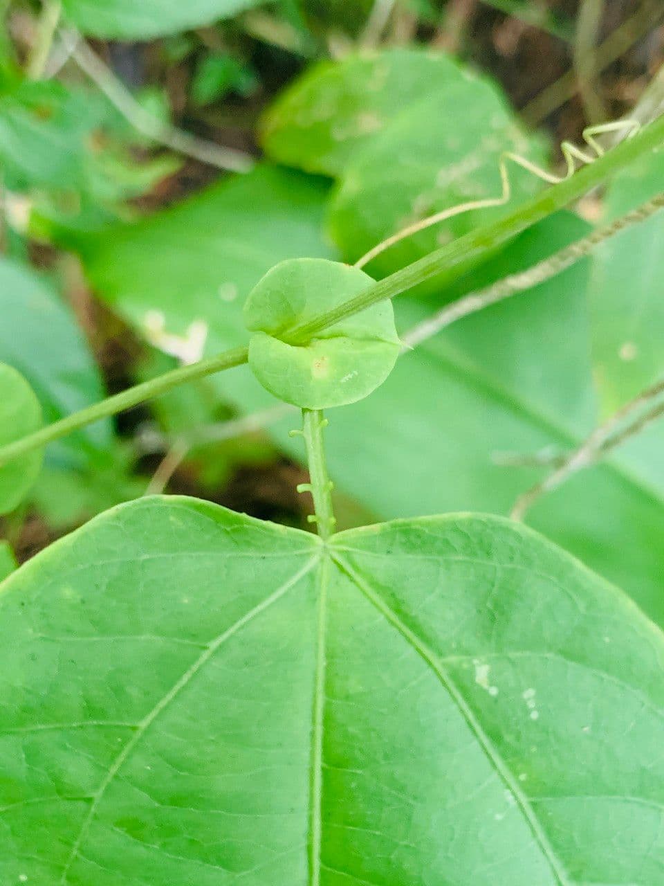 Passiflora 11